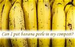 Can I Put Banana Peels in My Compost?
