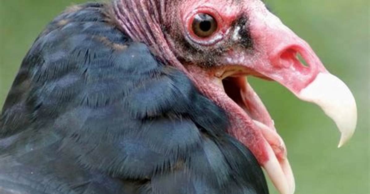 Do Juvenile Turkey Vultures Have Red Heads?