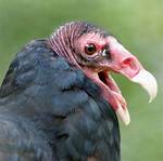 Do Juvenile Turkey Vultures Have Red Heads?