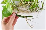 How Do You Repot Pothos After Root Rot?