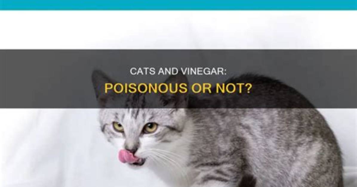 Is Vinegar Poisonous to Cats?