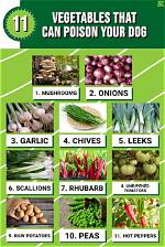 What Vegetables Are Poisonous to Dogs?